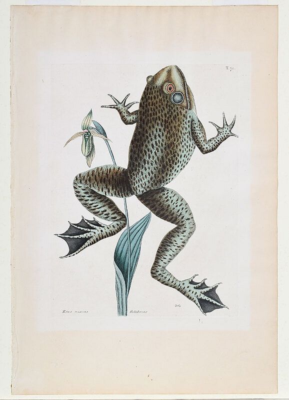 Appraisal: Mark Catesby British - The Bull Frog T from The