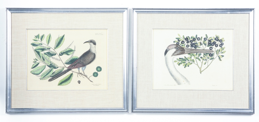 Appraisal: TWO BIRD PRINTS MARK CATESBY England - Hand colored engravings