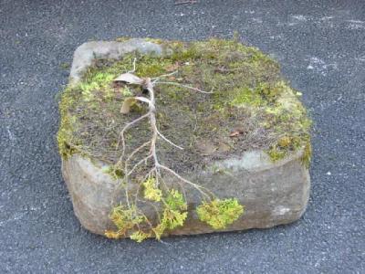 Appraisal: A YORKSHIRE STONE TROUGH of irregular slightly bowed oblong form