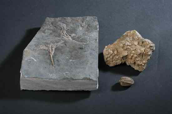 Appraisal: THREE CRINOID FOSSILS Ordovician Period Including Cupulocrinus humilis Ontario Canada