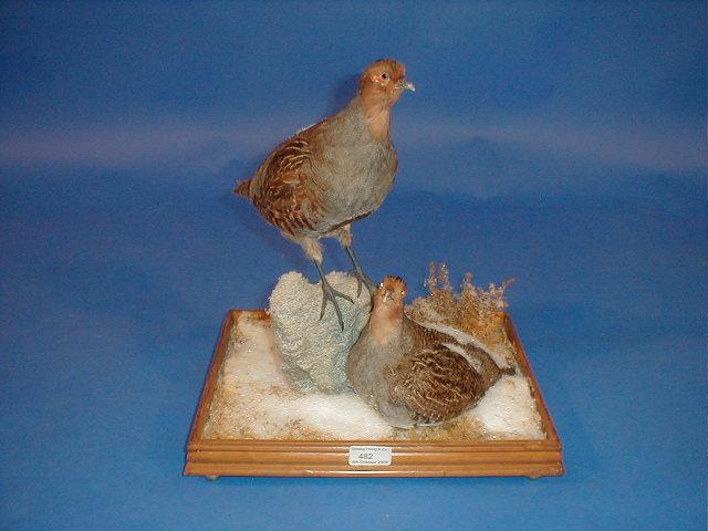 Appraisal: A pair of taxidermy partridges cased