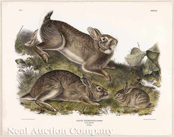 Appraisal: John James Audubon American - Grey Rabbit Plate hand-colored large