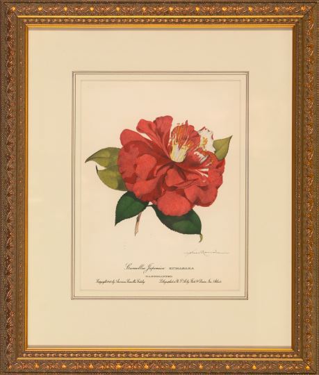 Appraisal: Pair of Offset Botanical Chromolithographs depicting Camellia Japonica - Lady