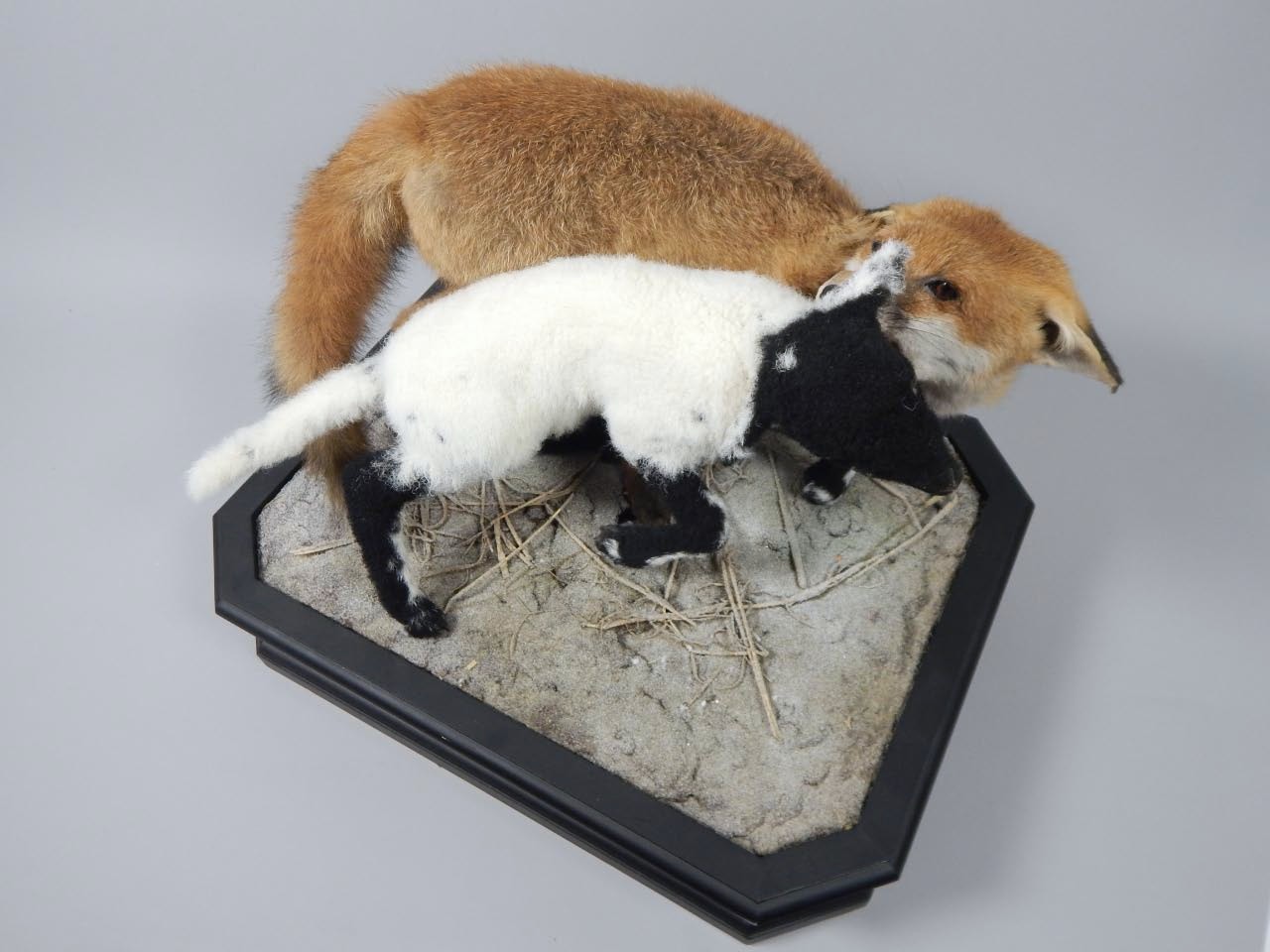 Appraisal: A taxidermied fox posed with black and white lamb in