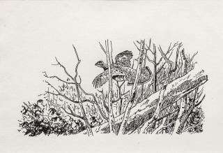 Appraisal: William J Schaldach Grouse Escapingsigned with initialsink drawing by in