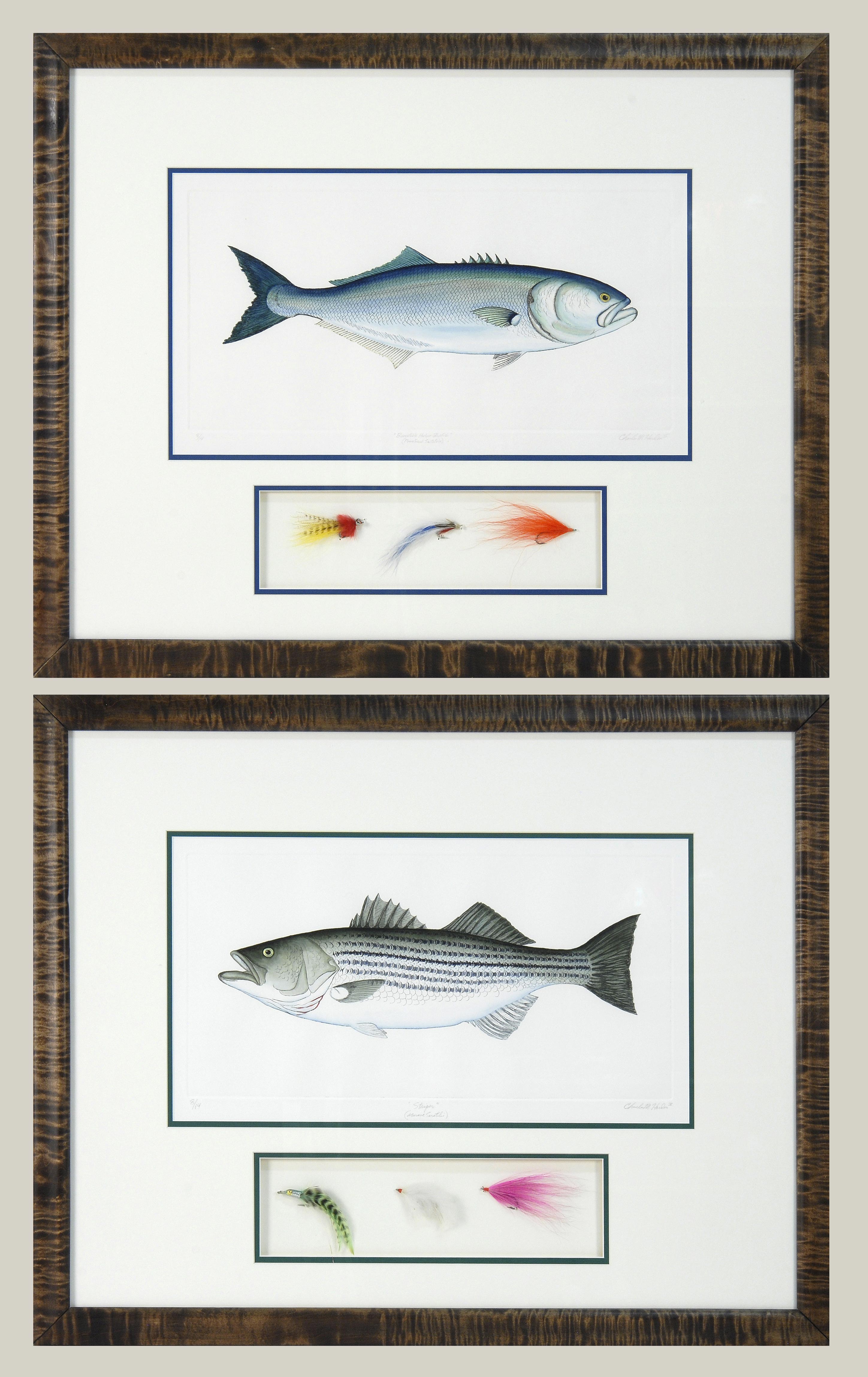 Appraisal: PAIR OF FRAMED HAND-COLORED ETCHINGS American th CenturyStriper and Barnstable