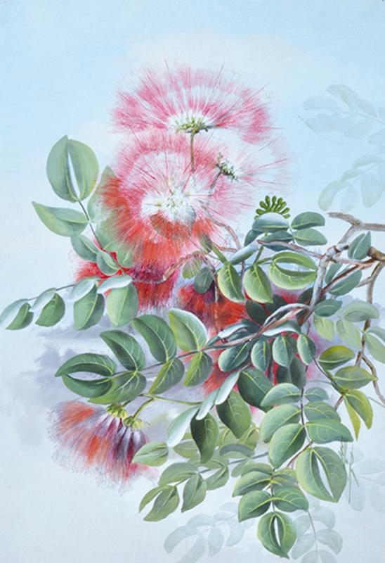 Appraisal: ELLIS ROWAN - Australian Native Flower watercolour signed lower right