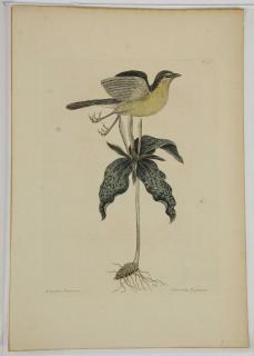 Appraisal: Mark Catesby British - Yellow-breasted Chat T signed in plate