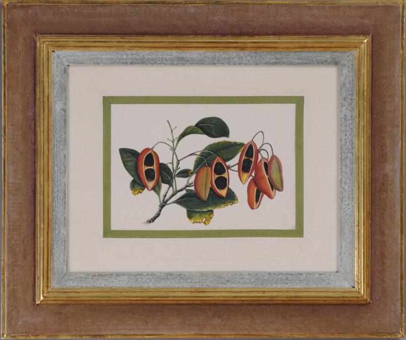 Appraisal: CHINESE SCHOOL TH C PEA PODS Watercolor on pith paper