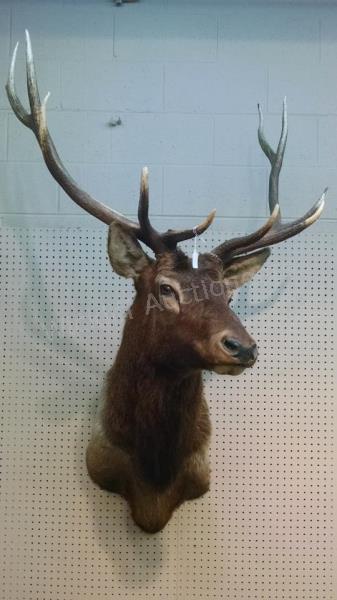 Appraisal: An American Elk taxidermy mount -point rack with polished tips