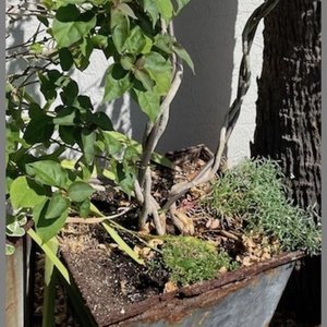 Appraisal: A Pair of Regency Style Iron Framed Zinc Planters with