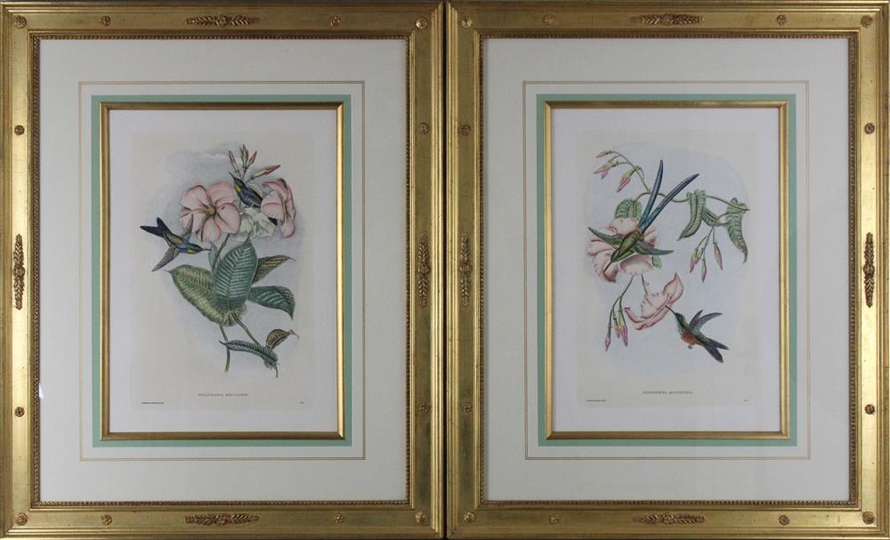 Appraisal: JOHN GOULD AND HENRY CONSTANTIN RICHTER FOUR HUMMINGBIRD PRINTS Hand