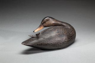 Appraisal: Preening Black Duck A Elmer Crowell - East Harwich MA