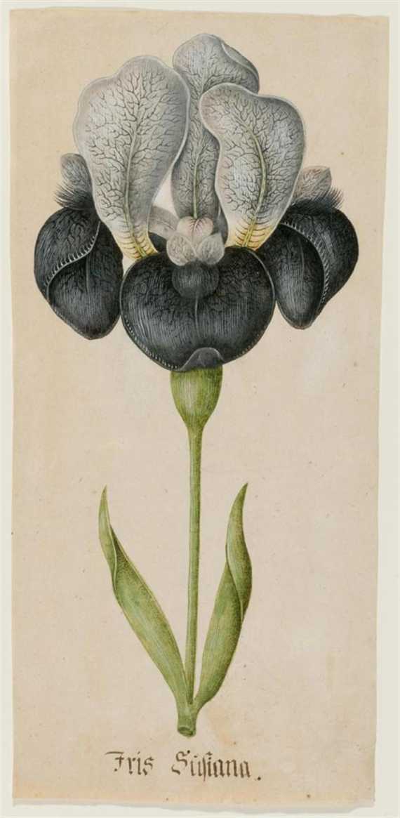 Appraisal: DUTCH TH CENTURY Lily Iris Susiana Grey pen watercoloured heightened