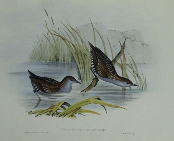 Appraisal: Water Crake Porzana Palustris