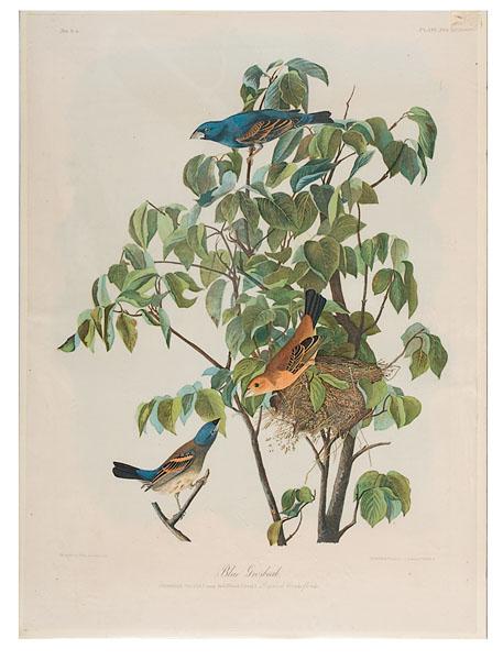 Appraisal: AUDUBON BIEN EDITION BLUE GROSBEAK mid th century chromolithograph by