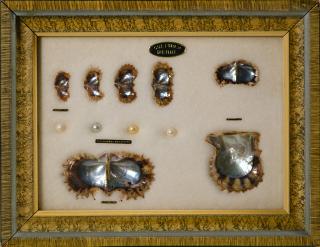 Appraisal: Diorama of a Cultured Pearl Life of a cultured pearl