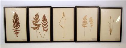 Appraisal: Collection of twenty British framed plant specimensmid th century