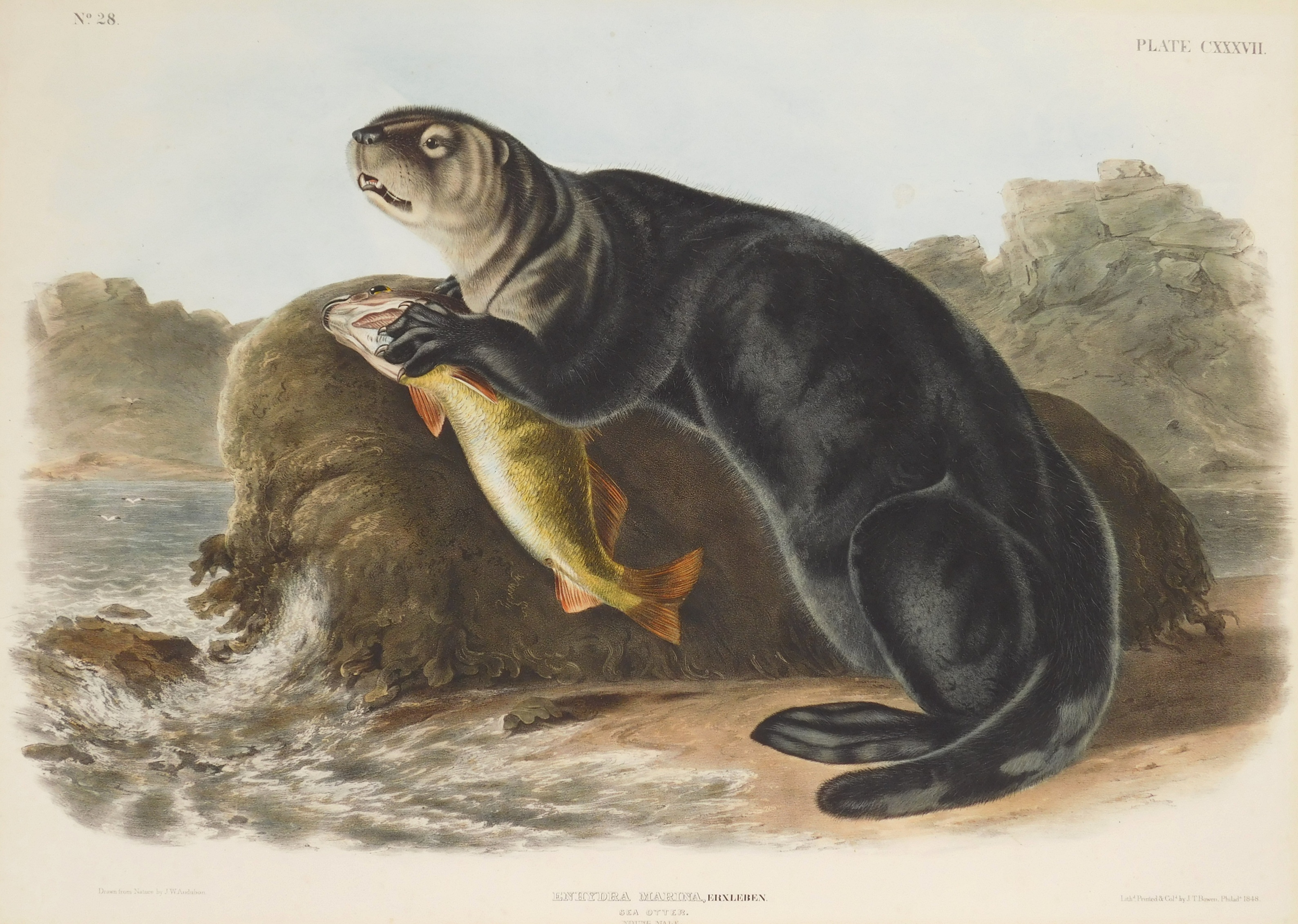 Appraisal: after John James Audubon American - ''Enhydra Marina Erxleben Sea