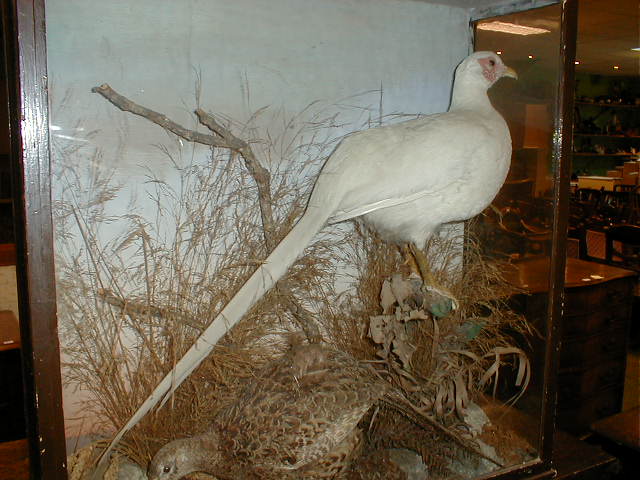 Appraisal: A taxidermy diorama of two pheasants in a Victorian glazed