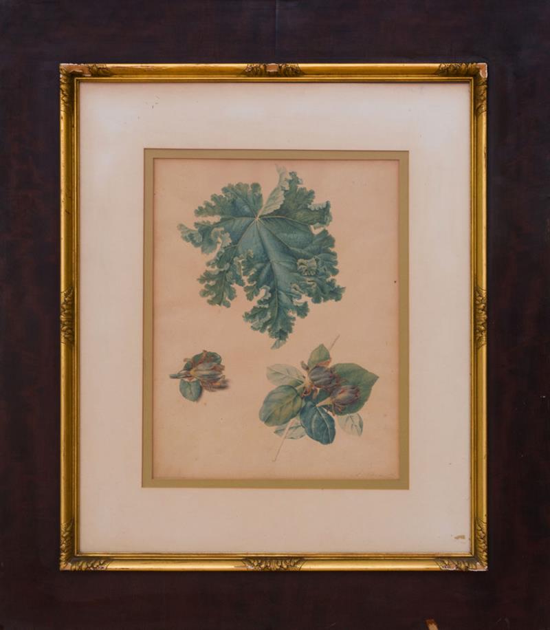 Appraisal: ALBERTUS JONAS BRANDT - LEAF STUDIES Watercolor on paper signed