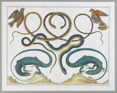 Appraisal: After Pieter Tanj - Reptiles including snakes lizards crocodiles Seven