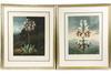 Appraisal: HANDCOLORED LITHO BOTANICALS - 'The China Limodoron' Hendelson Pinx Landseer