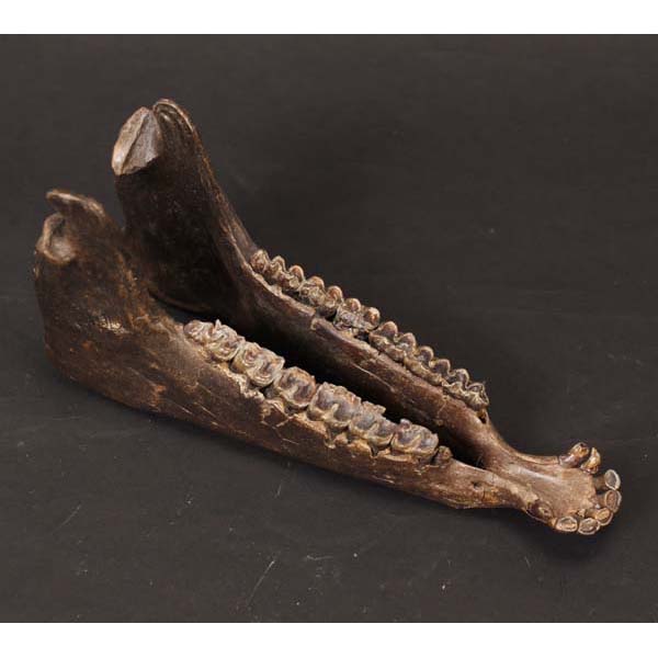 Appraisal: Parahippus Ceonensis Prehistoric Horse miocene Florida break on right mandible