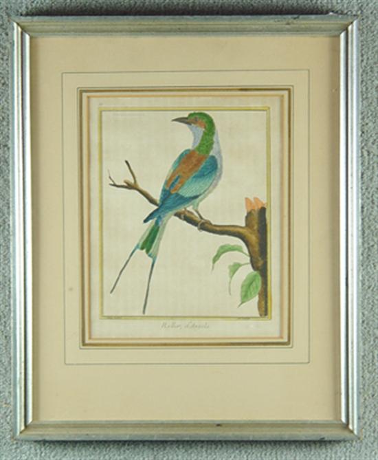 Appraisal: Martinet Perrquet th Century Colored engraving of swallowtail bird On