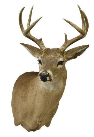 Appraisal: Taxidermy deer trophy mount point antlers approx h w d