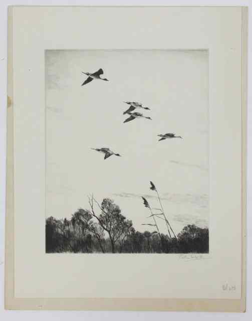 Appraisal: Peter ScottMALLARDS DROPPING INsigned lower right in pencildrypoint etching cm