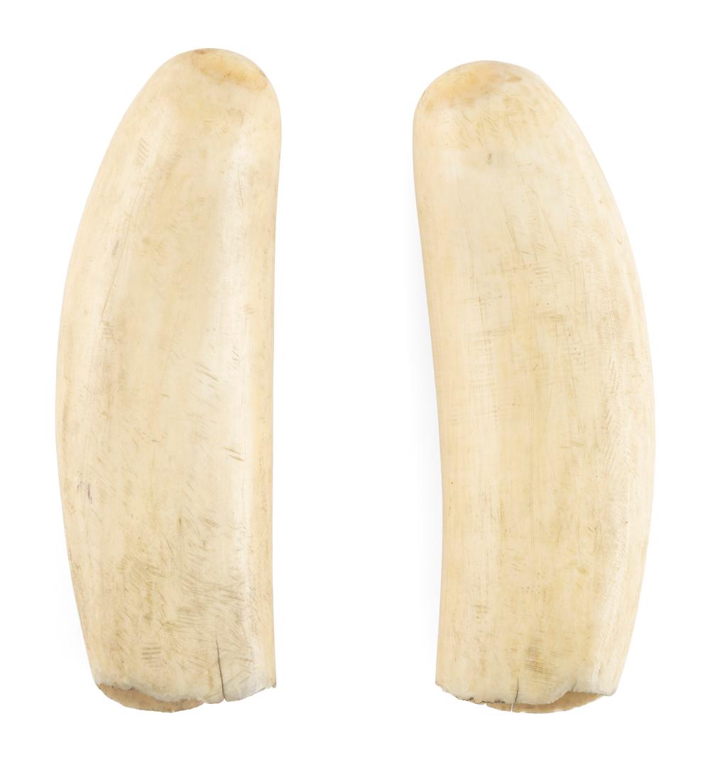 Appraisal: PAIR OF POLISHED WHALE'S TEETH LENGTHS APPROX PAIR OF POLISHED