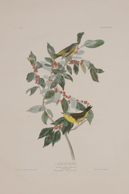 Appraisal: After John James Audubon New York - Nashville Warbler Plate