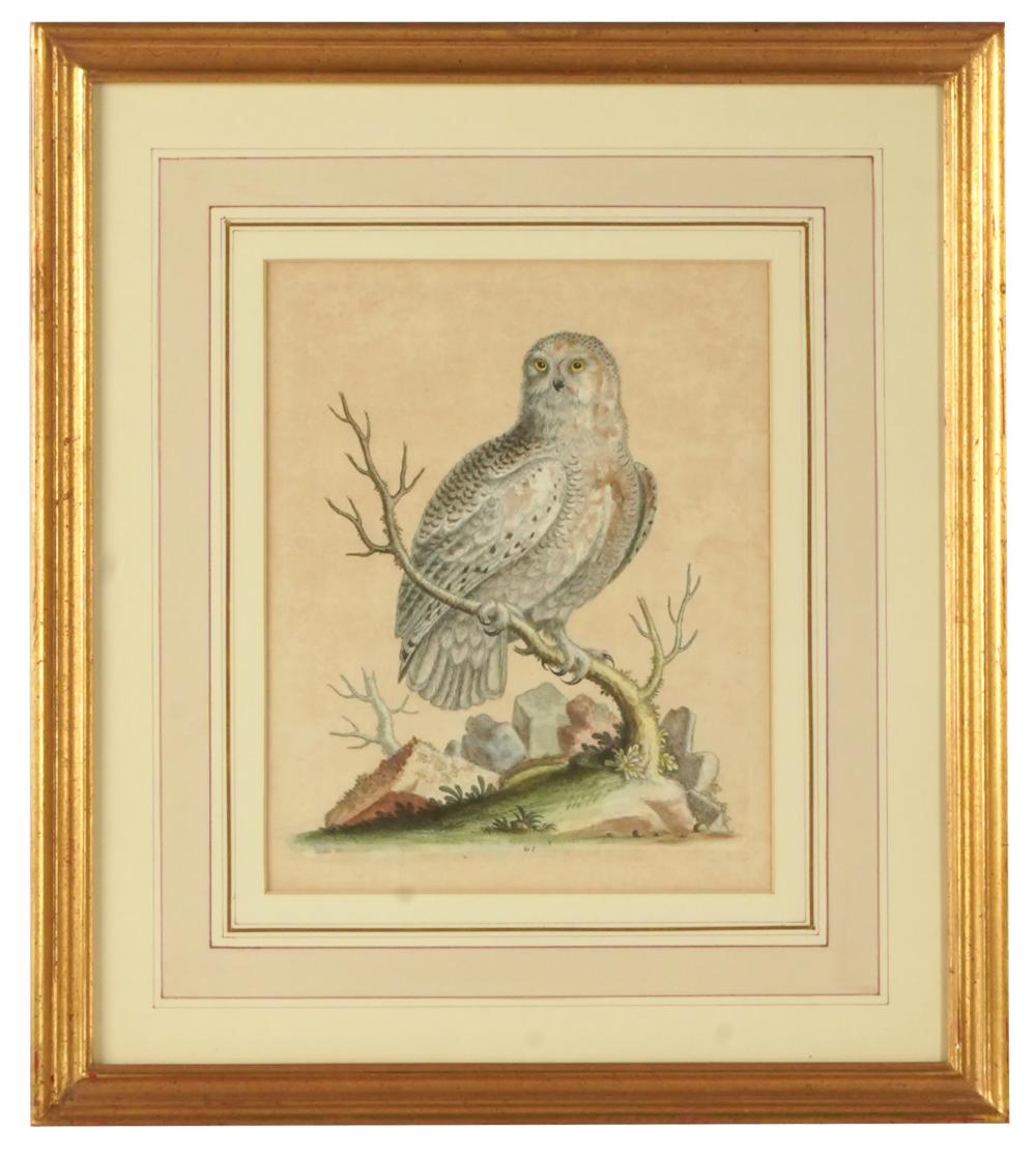 Appraisal: GEORGE EDWARDS - WHITE OWLhand-colored etching plate annotated in plate