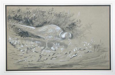 Appraisal: Philip Rickman - Pheasant feeding Signed with initials and dated