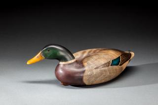 Appraisal: Mallard Drake by Anthony G Murray Anthony G Murray -