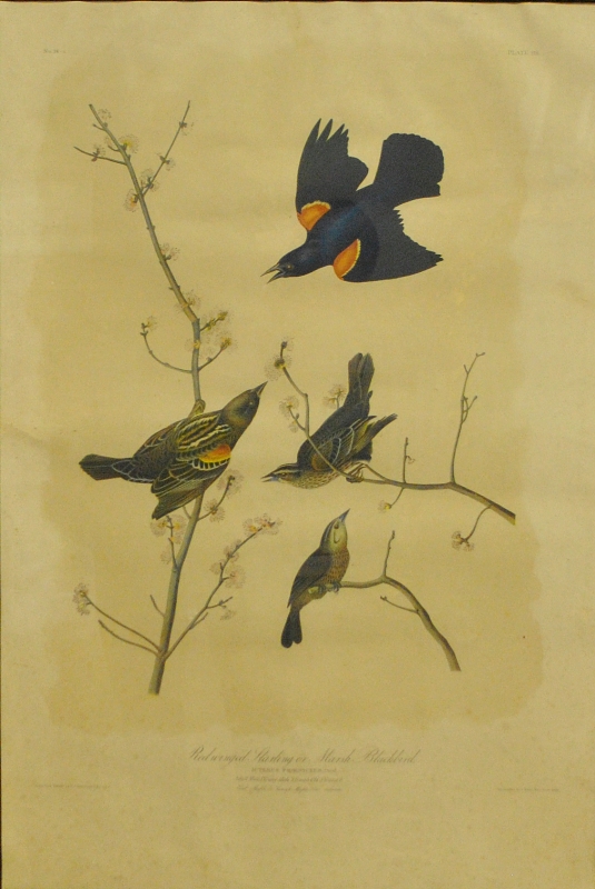 Appraisal: - Audubon chromolithograph by J Bien titled Marsh Blackbird h