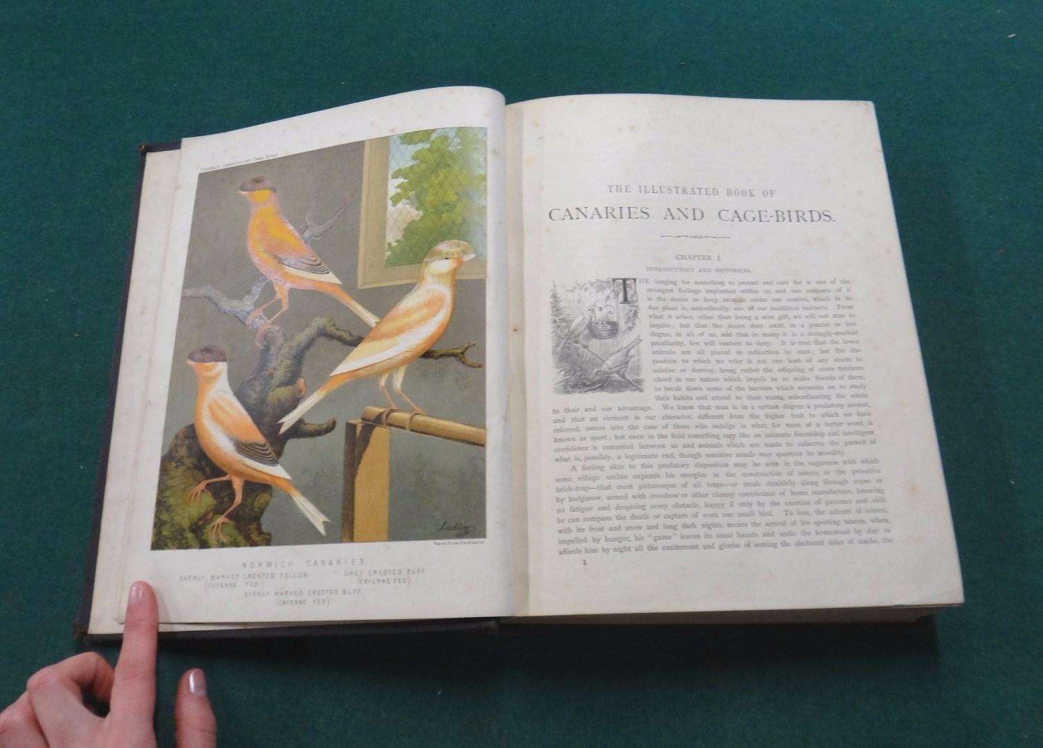 Appraisal: BLACKSTON W A Others The Illustrated Book of Canaries and