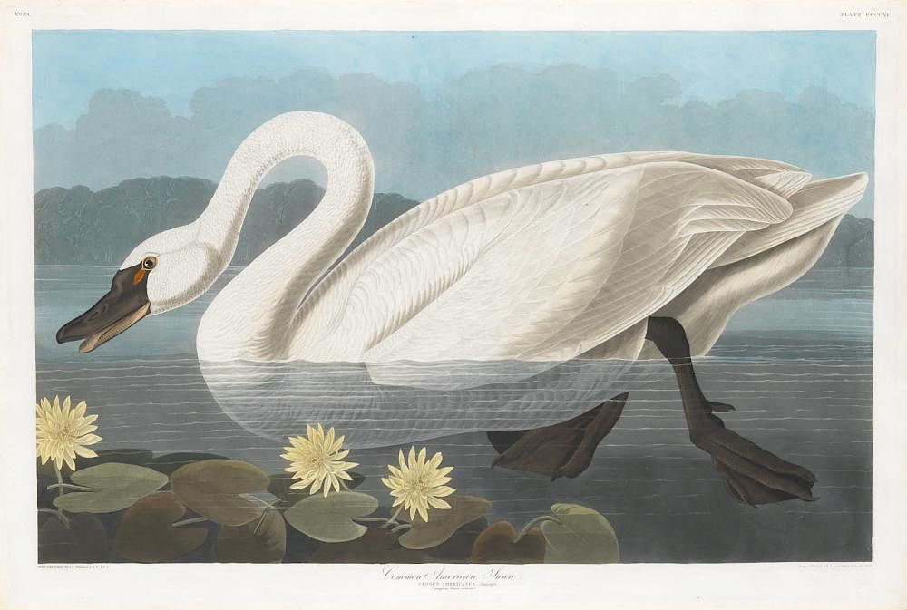 Appraisal: Audubon Aquatint Engraving Common American Swan Common American Swan Plate