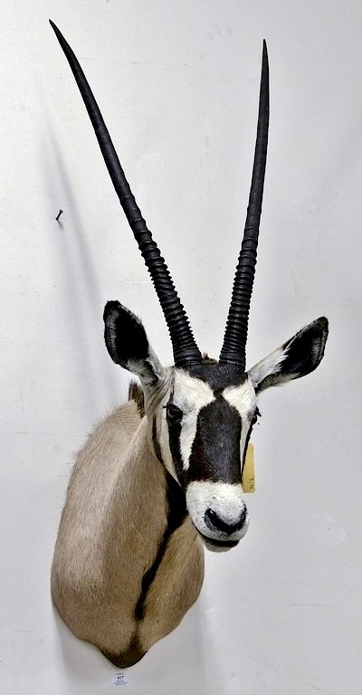 Appraisal: Large Kudu African taxidermy shoulder mount dp in Large Kudu