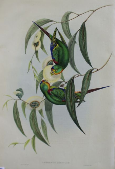 Appraisal: Swift Lorikeet Lathamus Discolor Lithograph by Elizabeth Gould