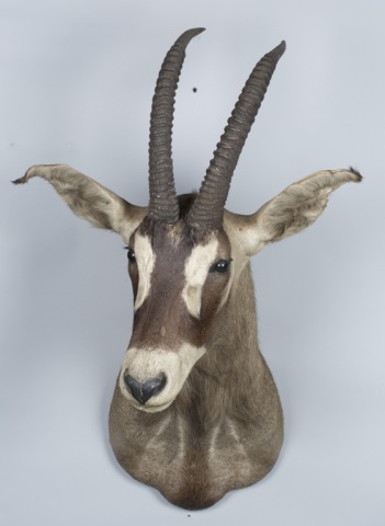 Appraisal: Roan Antelope Trophy Mount This lot will only be sold