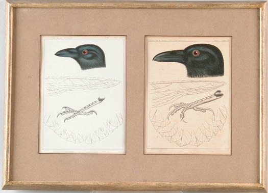 Appraisal: DOUBLE FRAMED BIRD PRINT Crow like bird From USPRR Expedition