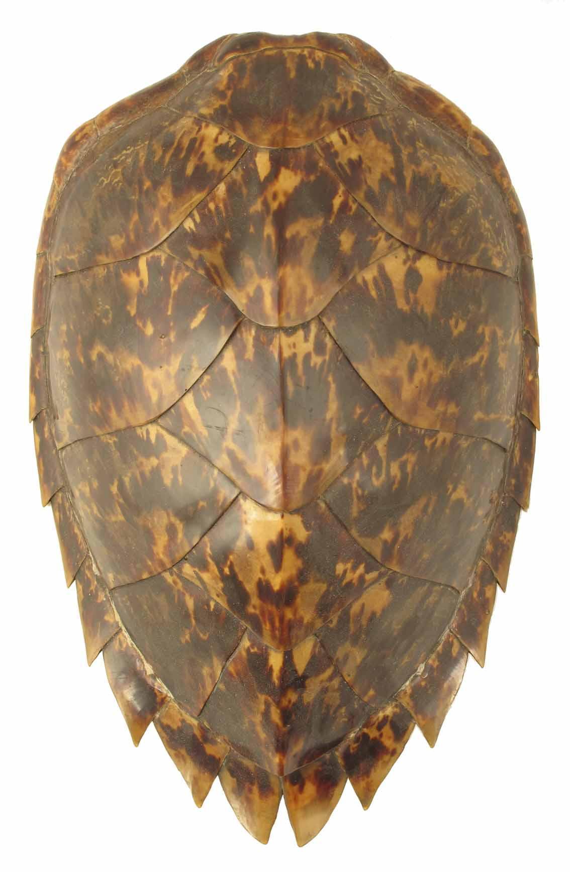 Appraisal: A Victorian brown hawksbill turtle shell