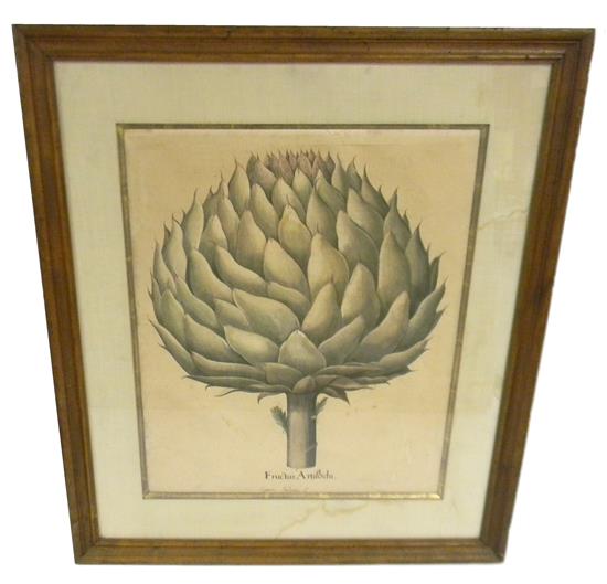 Appraisal: Botanical hand-colored engraving after original oil on canvas by botanist