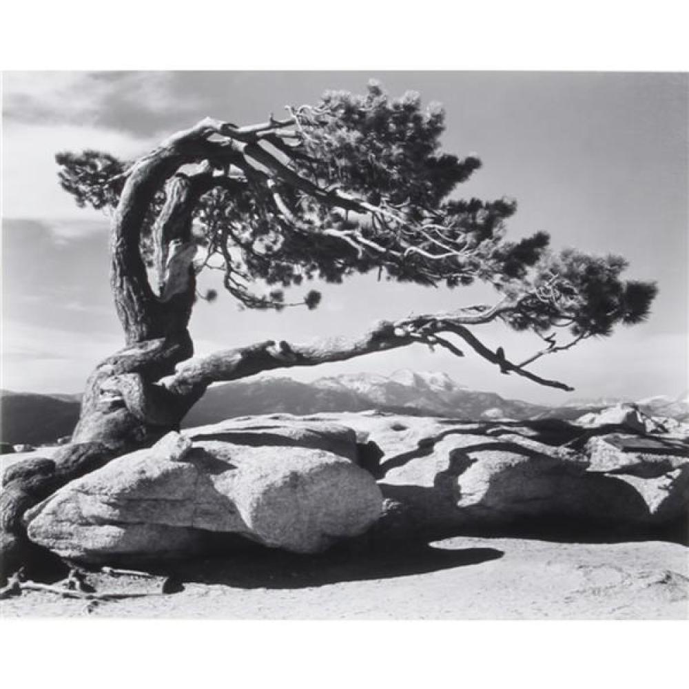 Appraisal: ANSEL ADAMS AMERICAN - JEFFREY PINE SENTINEL DOME YOSEMITE NATIONAL