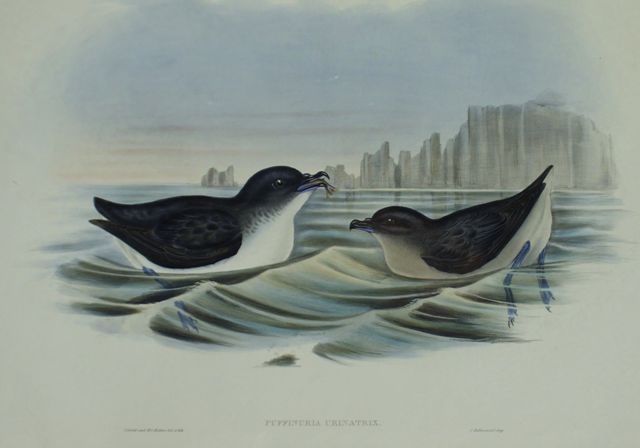 Appraisal: Diving Petrel Puffinuria Urinatrix