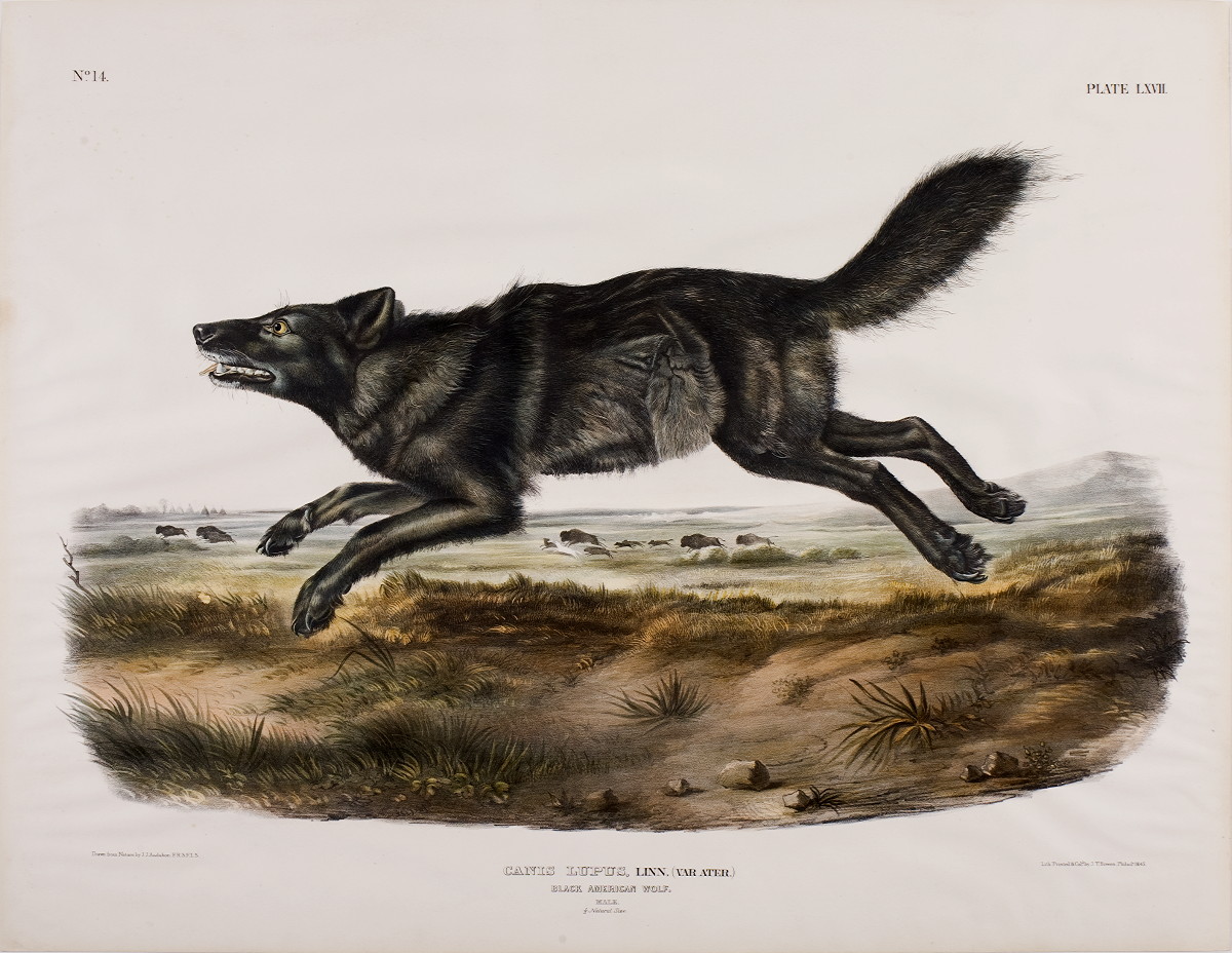 Appraisal: BLACK AMERICAN WOLF NO PLATE LXVII Drawn from nature by