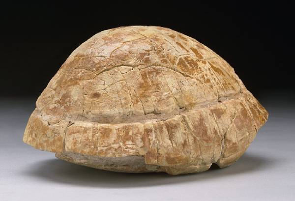 Appraisal: Tortoise Shell Stylemys nebrascensis Oligocene White River Formation South Dakota