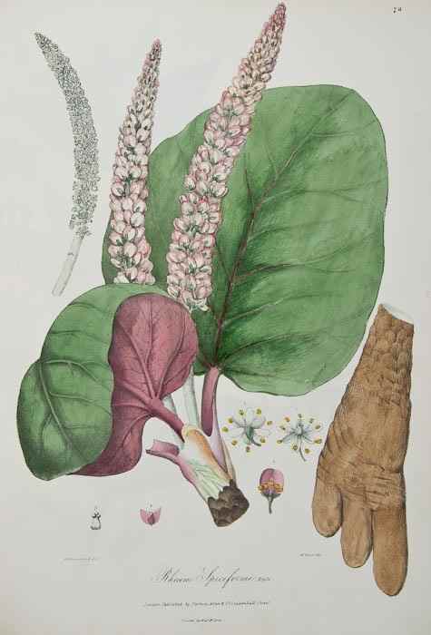 Appraisal: Royle John Forbes Illustrations of the Botany and other Branches